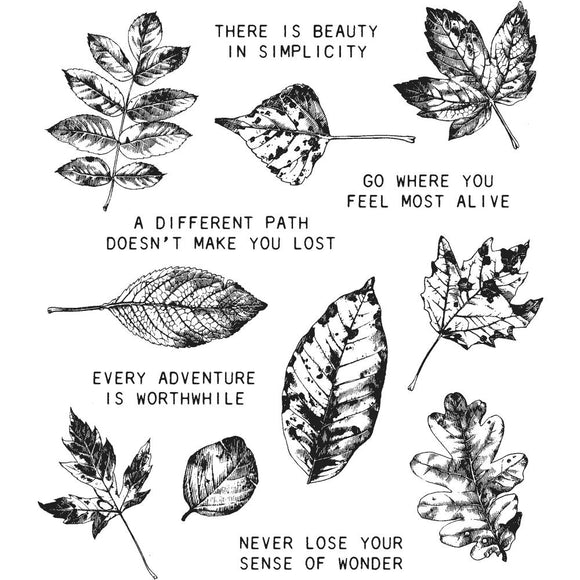 CMS343 Nature's Wonder