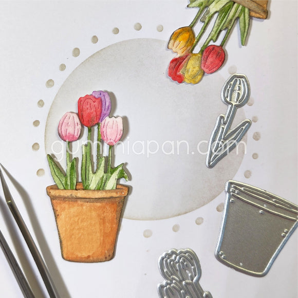D240505 Tulips in a pot