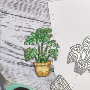 D240114 Monstera with Pot