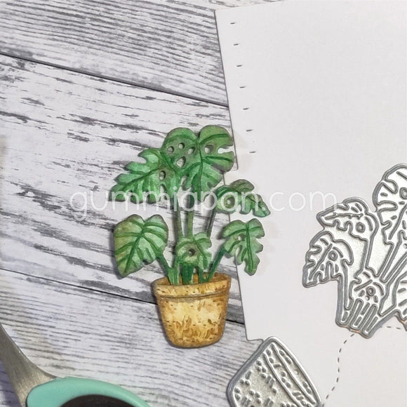 D240114 Monstera with Pot
