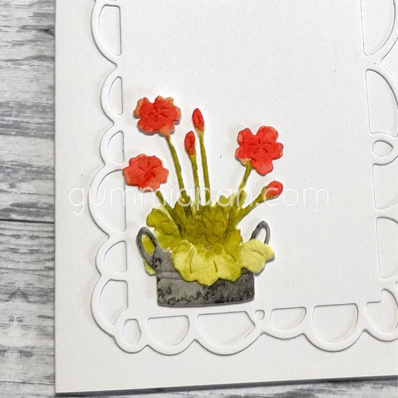 D220132 Pelargonium